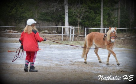 Här arbetar vi med djuren på många olika sätt.